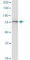 SCYL1 Antibody (monoclonal) (M02)